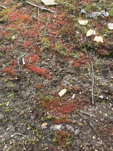 iNaturalist observation photo of Stonecrops