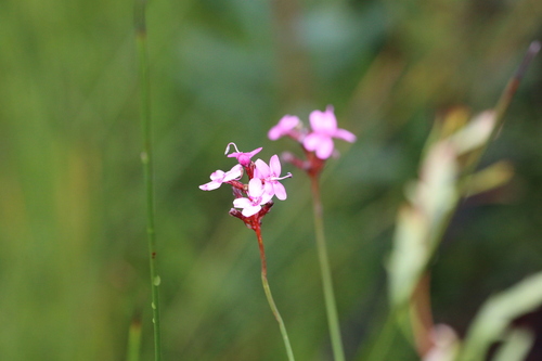 Image of Stylidium squamosotuberosum by (c) Hugo Innes, some rights reserved (CC BY)