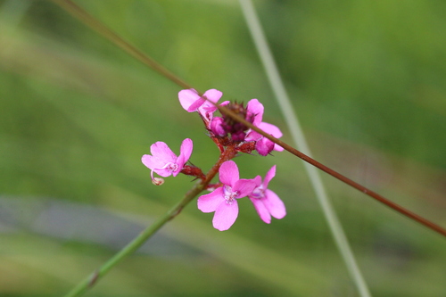 Image of Stylidium squamosotuberosum by (c) Hugo Innes, some rights reserved (CC BY)