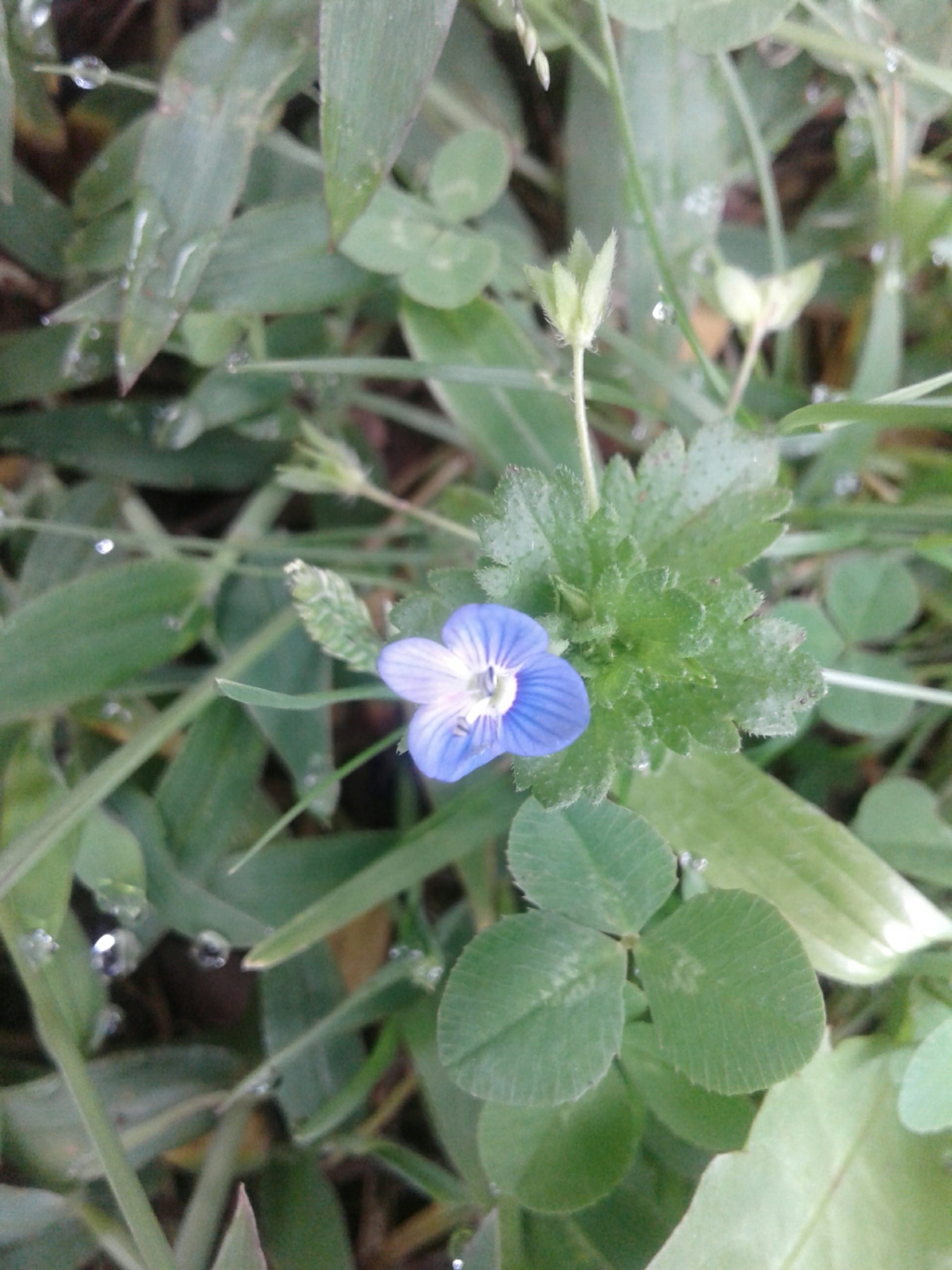 Veronica image