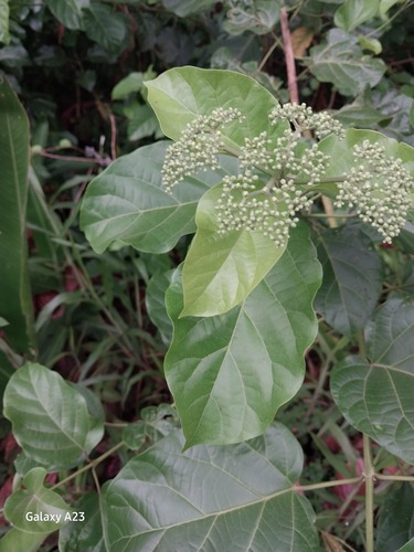 Premna serratifolia observed 2023-11-17