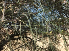 Moringa peregrina