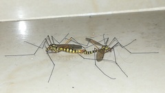 Tipulinae