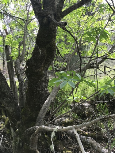 iNaturalist observation photo of California buckeye