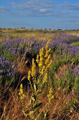 Verbascum pyramidatum