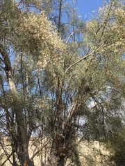 Moringa peregrina