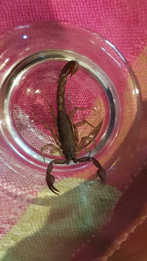Mexican Scorpion