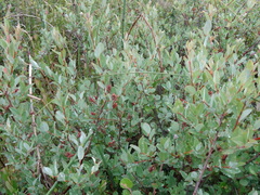 Salix myrtilloides