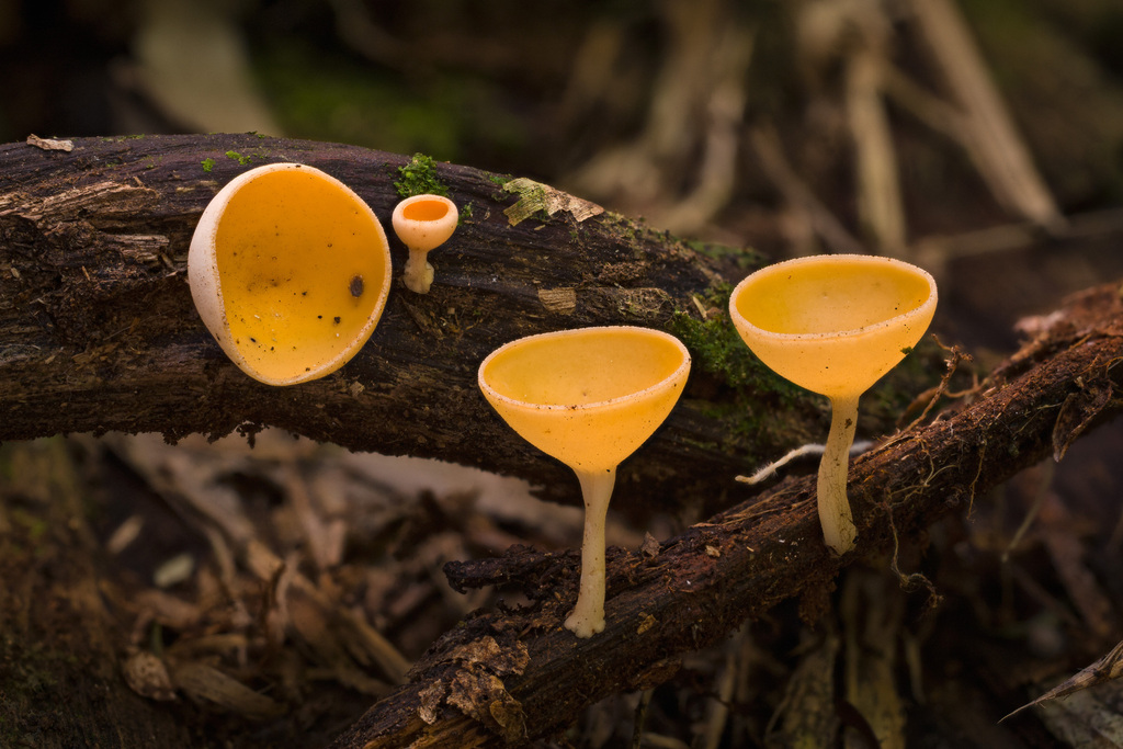 Cookeina colensoi