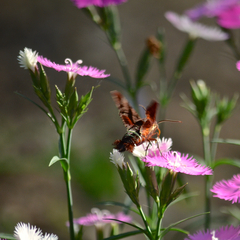 Amphion floridensis