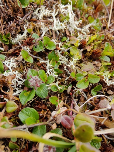 polar willow (Salix polaris)
