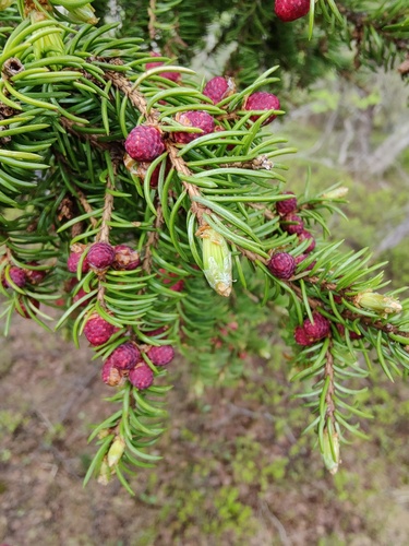Picea × fennica (Picea × fennica)