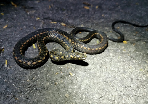 Hebius nigriventer