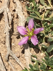 Fagonia mollis