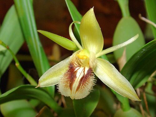 Coelogyne fimbriata Lindl.