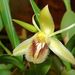 Coelogyne fimbriata - Photo (c) Orchi, algunos derechos reservados (CC BY-SA)