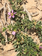 Fagonia mollis