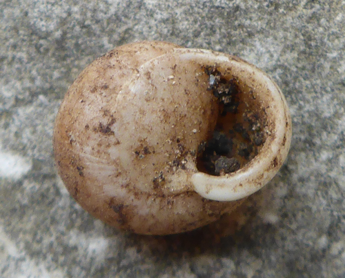 Globular Drop Snail