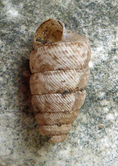 Microceramus texanus