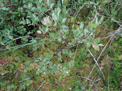 Salix myrtilloides