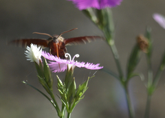 Amphion floridensis