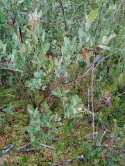 Salix myrtilloides