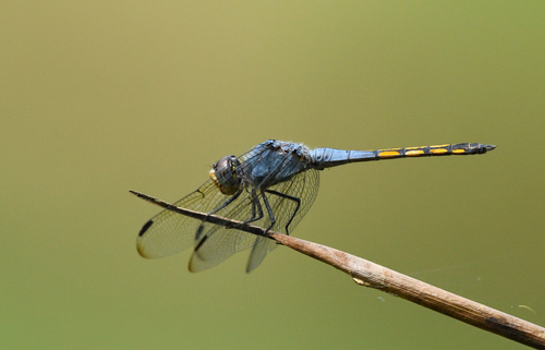 Swampwatcher photo 6
