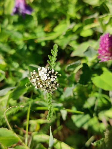 Achillea apiculata (Achillea apiculata)