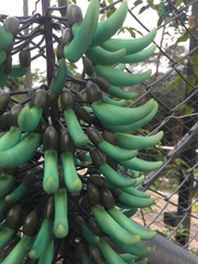 Strongylodon macrobotrys