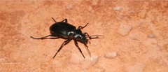 Calosoma peregrinator