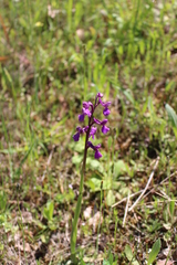 Anacamptis morio picta