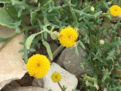 Aaronsohnia factorovskyi