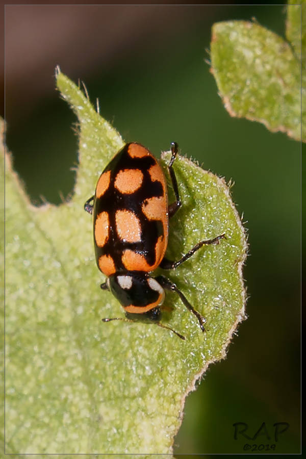 Eriopis serrai