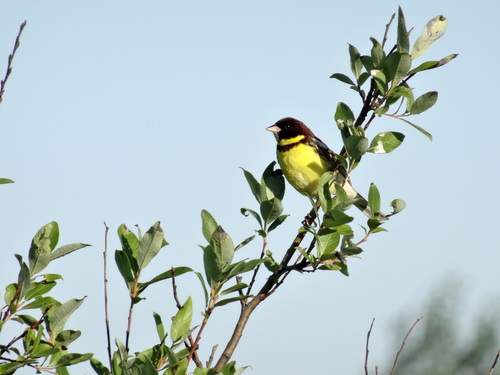 Escribano Aureolado (Emberiza aureola)