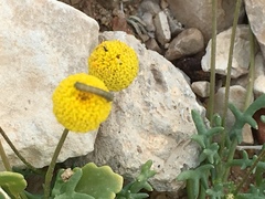 Aaronsohnia factorovskyi