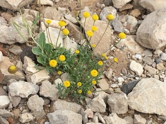 Aaronsohnia factorovskyi