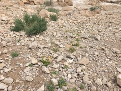 Aaronsohnia factorovskyi