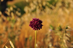 Allium atroviolaceum