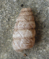 Microceramus texanus