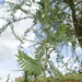 Acacia lahai