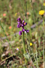 Anacamptis morio picta