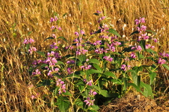 Phlomis herba-venti
