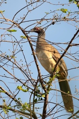West Mexican Chachalaca photo 3