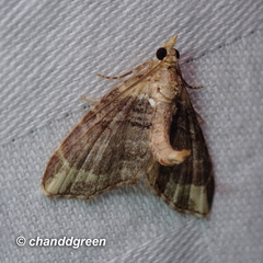 Eupithecia chlorophora