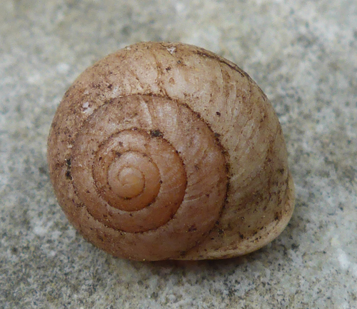 Globular Drop Snail