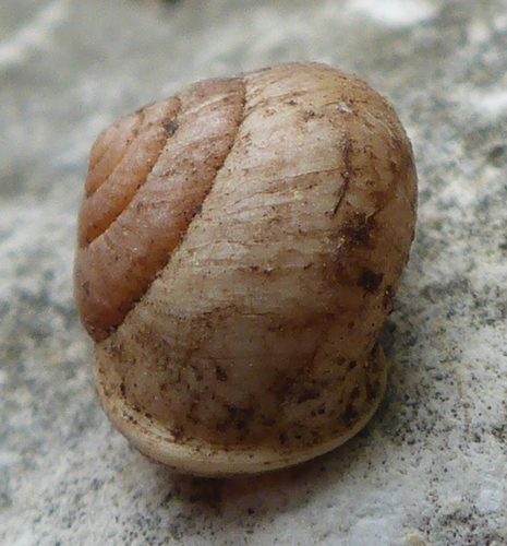 Globular Drop Snail