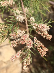 Tamarix nilotica