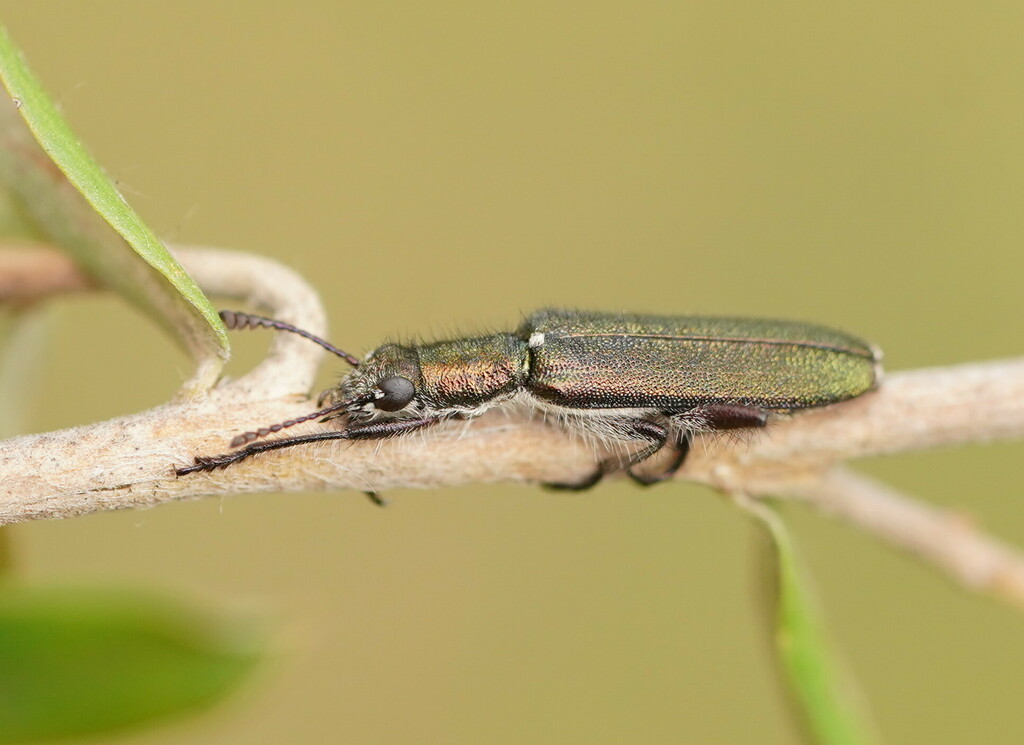 Eleale aspera