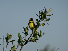 Emberiza aureola