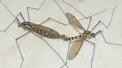 Tipulinae